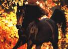 j'adore les chevaux!!!!